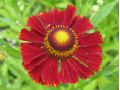 Helenium × hybridum 