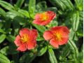 Helianthemum 