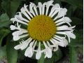 Leucanthemum x superbum 