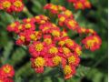 Achillea filipendulina 