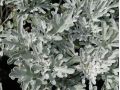 Artemisia stelleriana 