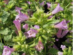 Calamintha grandiflora 