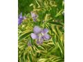 Polemonium caeruleum 