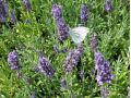 Lavandula angustifolia 