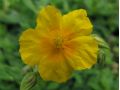Helianthemum 