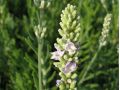 Lavandula angustifolia 
