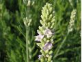 Lavandula angustifolia 