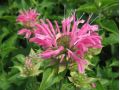 Monarda 