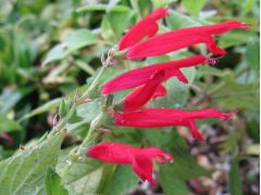 Salvia elegans 