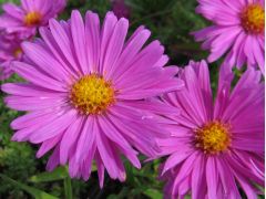 Aster dumosus 