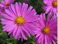 Aster dumosus 