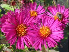 Aster novae - angliae 