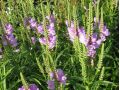 Physostegia virginiana 
