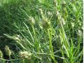 Plantago sempervirens - jitrocel 