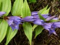 Gentiana asclepiadea - hořec tolitovitý