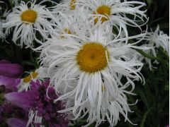 Leucanthemum x superbum 