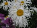 Leucanthemum x superbum 