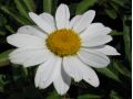 Leucanthemum x superbum 