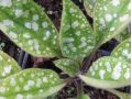 Pulmonaria officinalis 