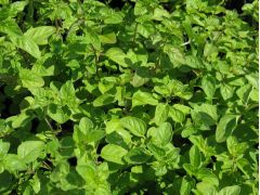 Origanum vulgare - oregáno, dobromysl značka pole P7