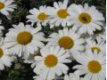 Leucanthemum x superbum 