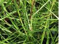 Miscanthus sinensis 