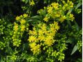 Solidago 