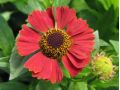 Helenium × hybridum 