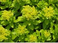 Sedum takesimense - rozchodník