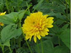 Helianthus decapetalus 