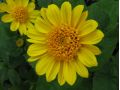 Helianthus decapetalus 