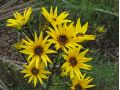 Helianthus salicifolius - slunečnice vrbolistá