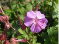 Geranium cantabrigiense 