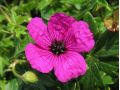 Geranium cinereum 