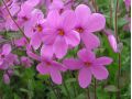 Phlox stolonifera 