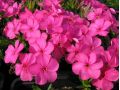 Phlox 
