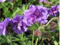 Geranium himalayense 