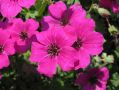 Geranium cinereum 