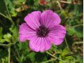 Geranium cinereum 