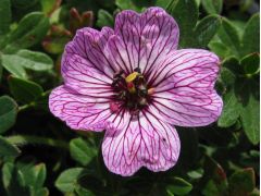 Geranium cinereum 