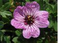 Geranium cinereum 
