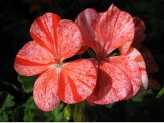 Pelargonium zonale 