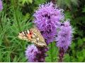 Liatris spicata 