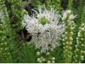 Liatris spicata 