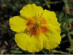 Helianthemum 