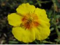 Helianthemum 