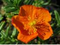 Helianthemum 
