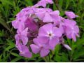 Phlox glaberrima ssp. triflora 