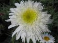 Leucanthemum x superbum 