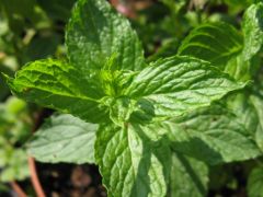 Mentha arvensis var. piperascens - máta japonská značka 